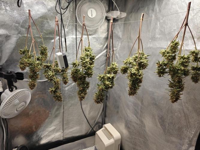 Permanent Jealousy XL Auto. Week 13