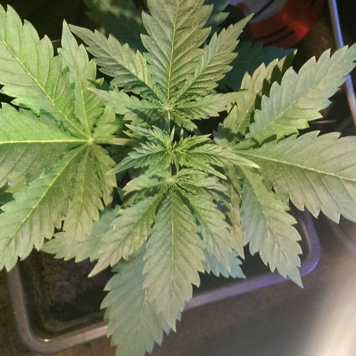 Barneys farm - Blueberry O.g. Week 1 - end of week 1 in vegapprox 14 inches leaf tip to leaf tip