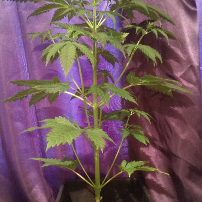 Barneys farm - Blueberry O.g. Week 4 - Blueberry og.vegged and going into budding room