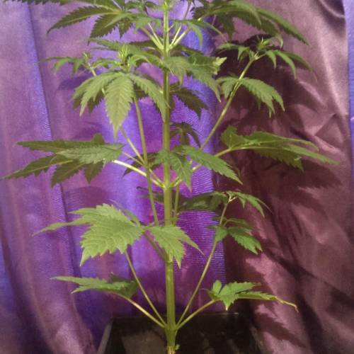 Barneys farm - Blueberry O.g. Week 5 - I have taken a couple of clones from the lower two internodes