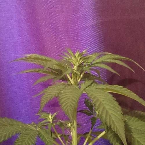 Barneys farm - Blueberry O.g. Week 5 - Smashing looking nubile young thing eh !