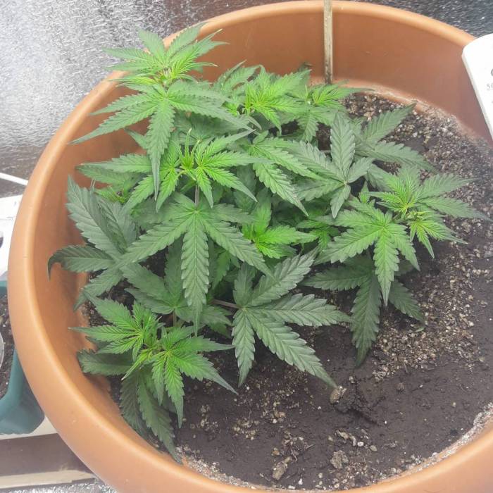 Super lemon haze auto (First grow). Week 3