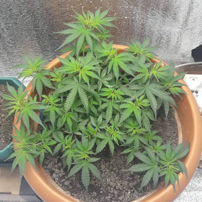 Super lemon haze auto (First grow). Week 4