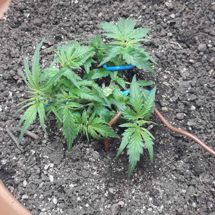 Super lemon haze auto (First grow). Week 2