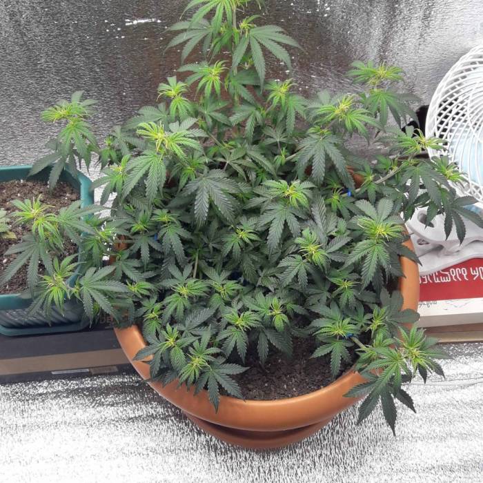 Super lemon haze auto (First grow). Week 5