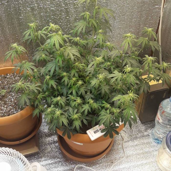 Super lemon haze auto (First grow). Week 6