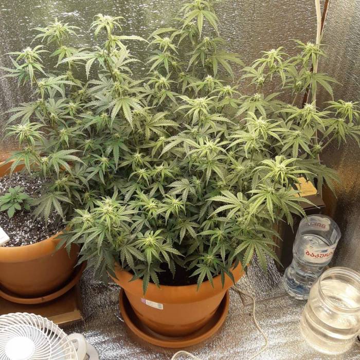 Super lemon haze auto (First grow). Week 7