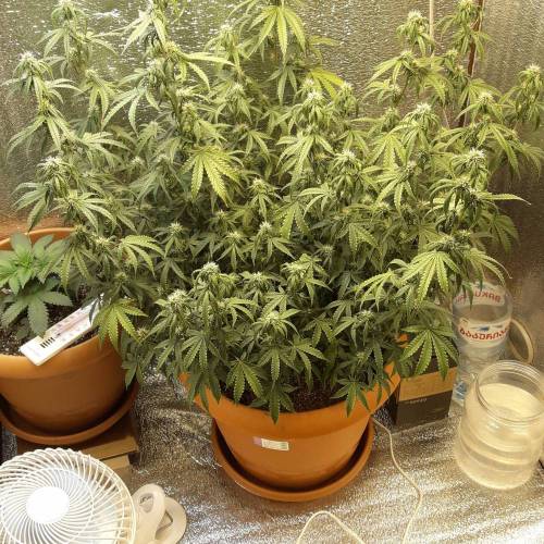 Super lemon haze auto (First grow). Week 8 - 09.12