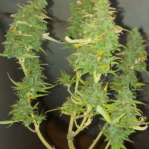 Banana Blaze Solo Cup. Week 12 - Solo cup