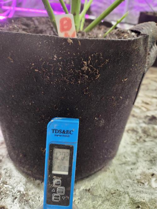 Oversized. Week 8 - 1200 ppm run off