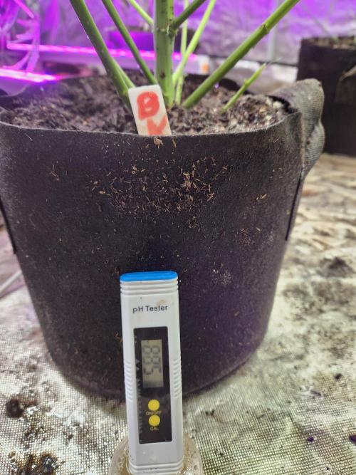 Oversized. Week 8 - Ph level run off 