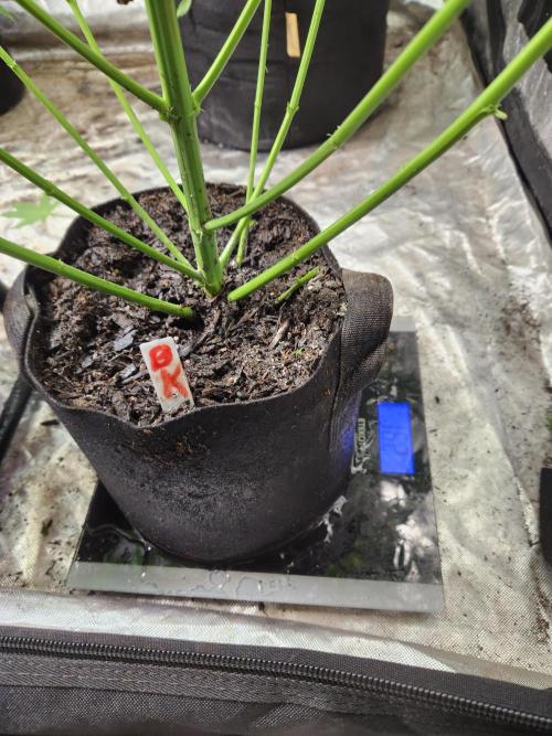 Oversized. Week 8 - Checking weight before watering 