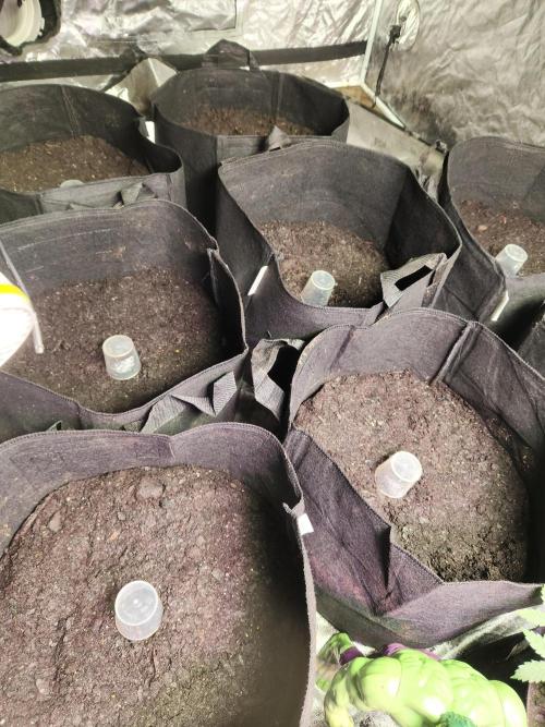 Banana Kush Fem. Week 0 - Started with 8 , until I started smelling ammonia and saved 2