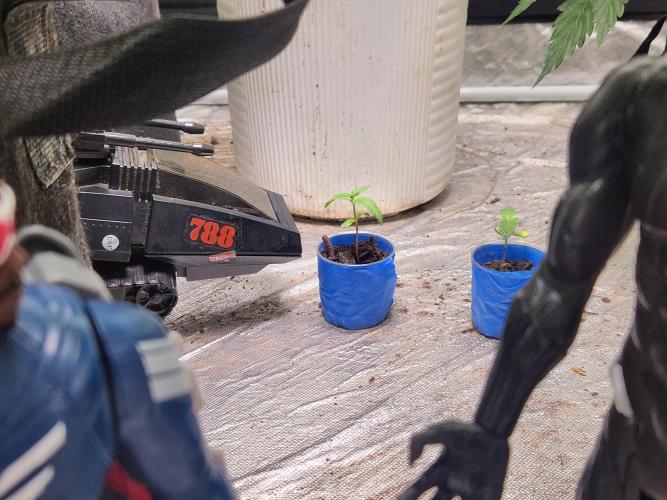 Banana Kush Fem. Week 1