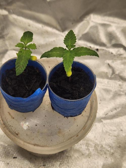 Banana Kush Fem. Week 1