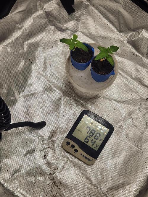 Banana Kush Fem. Week 1