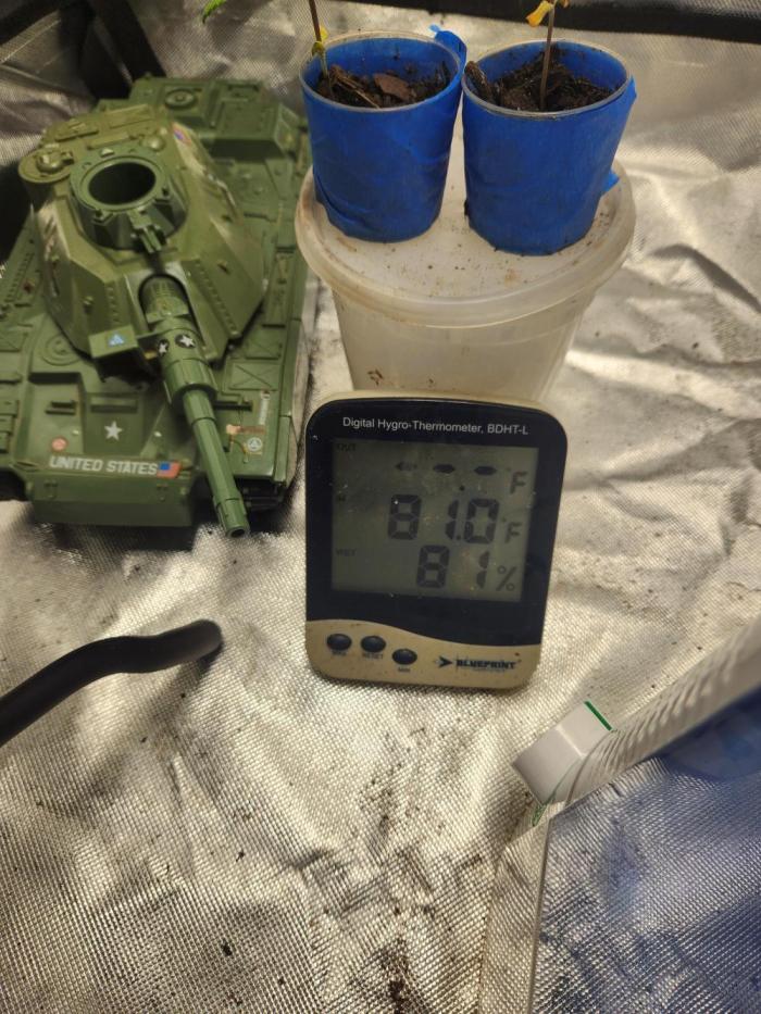 Banana Kush Fem. Week 2