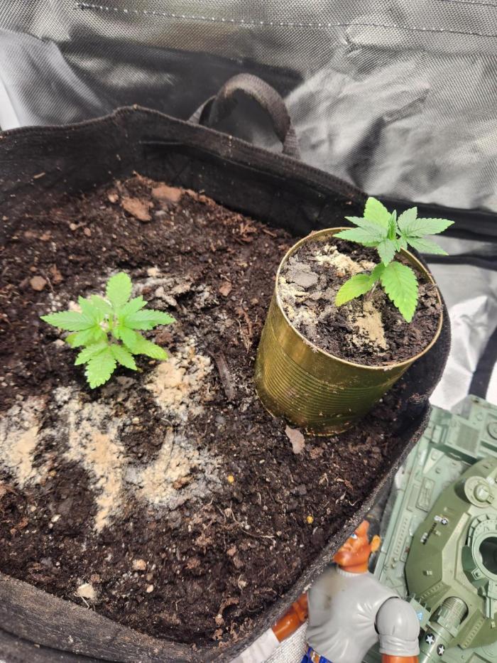 Banana Kush Fem. Week 3 - Took them out of the small measuring cup , started developing root rot