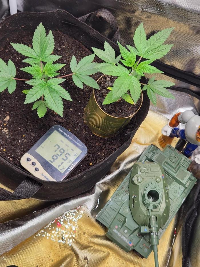 Banana Kush Fem. Week 4