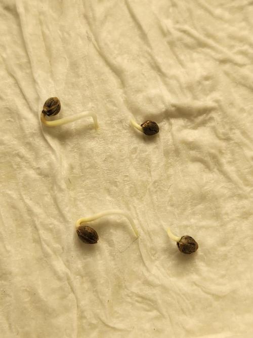 Mimosa champagne dreams. Week 0