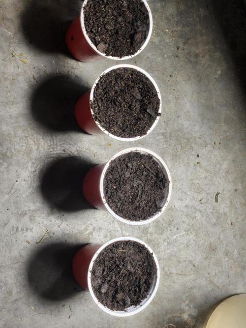 Mimosa champagne dreams. Week 0