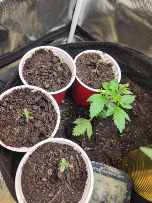 Mimosa champagne dreams. Week 1