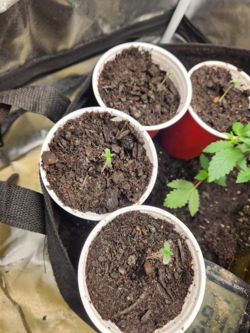 Mimosa champagne dreams. Week 1