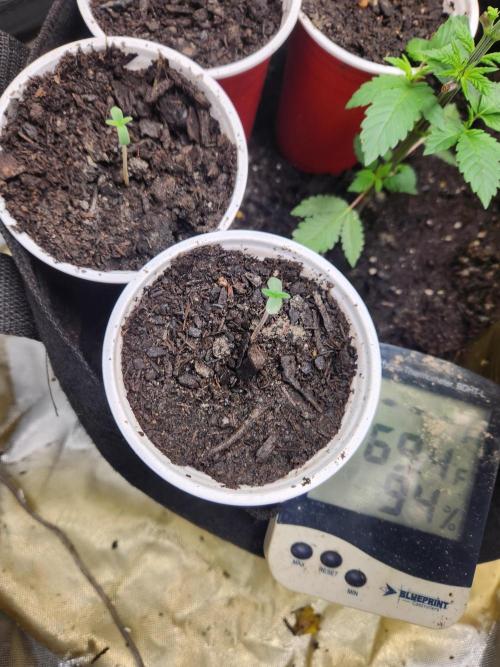 Mimosa champagne dreams. Week 1