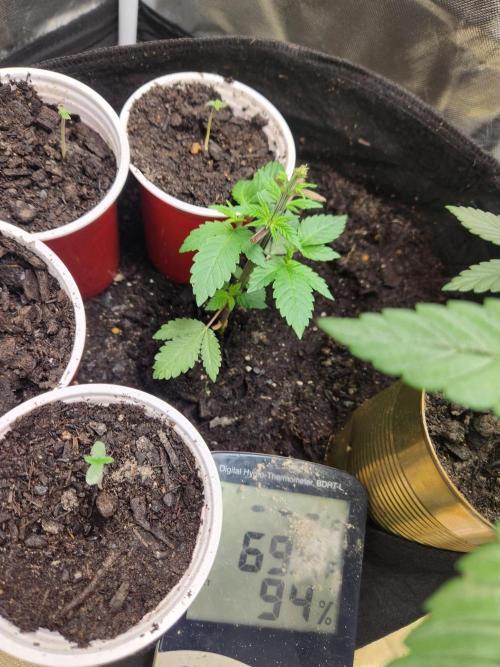 Banana Kush Fem. Week 5