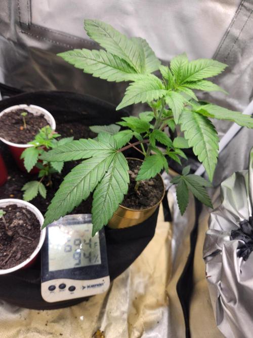 Banana Kush Fem. Week 5