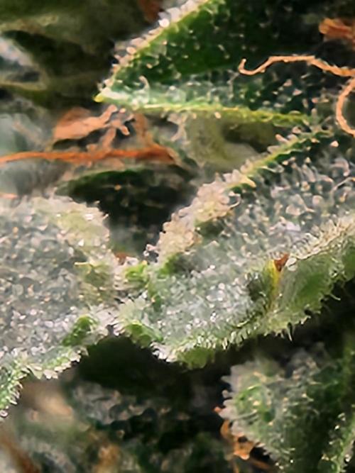 Oversized. Week 11 - The dry tent was full, so she sat drying out i didn't water for a week