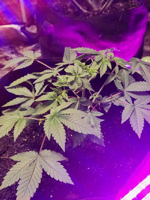 Banana Kush Fem. Week 6