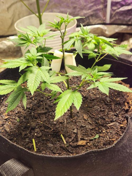 Banana Kush Fem. Week 6