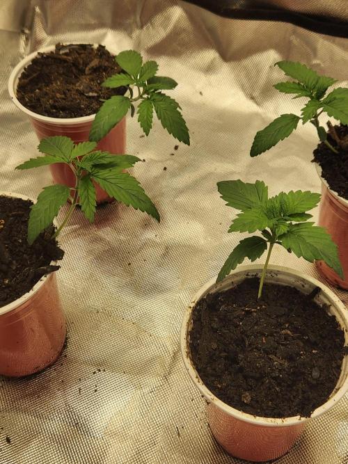 Mimosa champagne dreams. Week 2