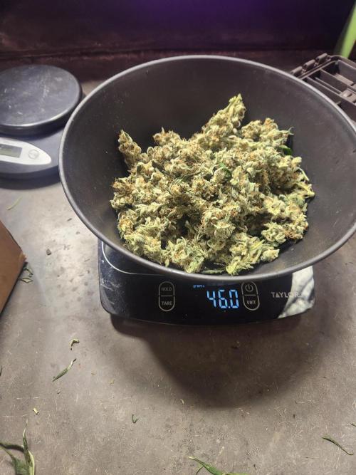 Oversized. Week 12 - Wet trimming 