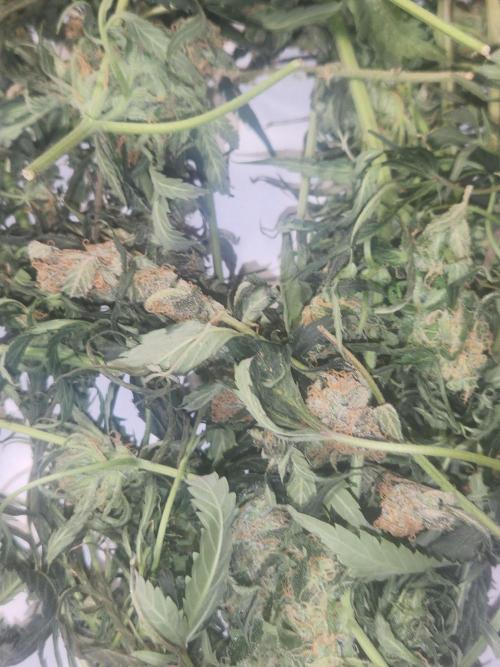 Oversized. Week 12 - Fluffy  buds making bubble hash. 