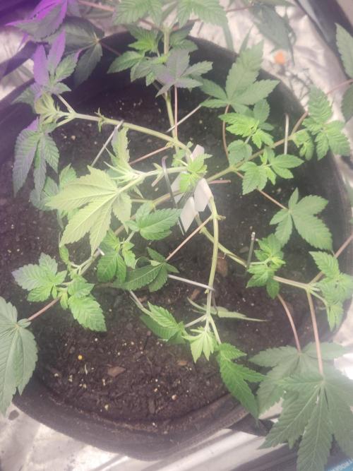 Banana Kush Fem. Week 7