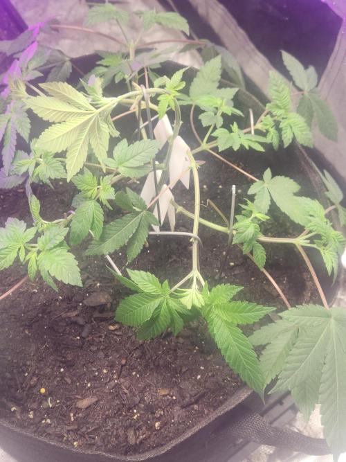 Banana Kush Fem. Week 7