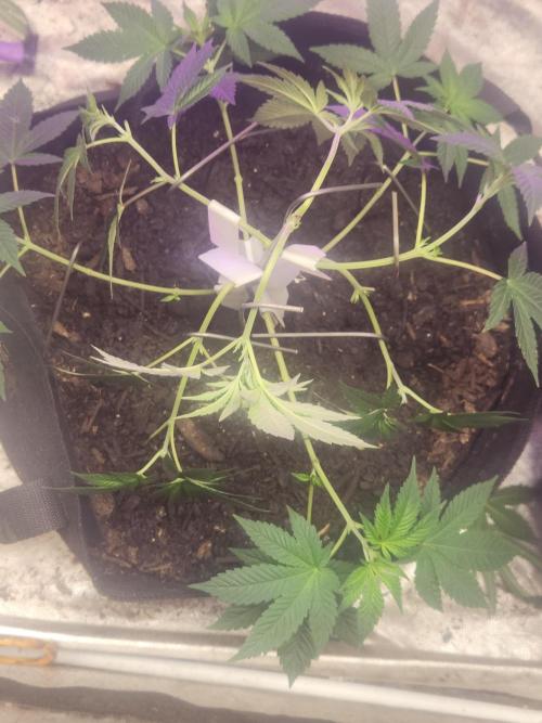 Banana Kush Fem. Week 7