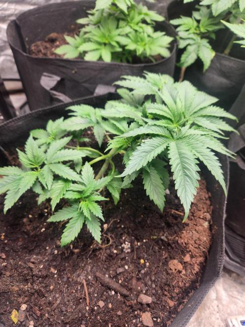 Mimosa champagne dreams. Week 3