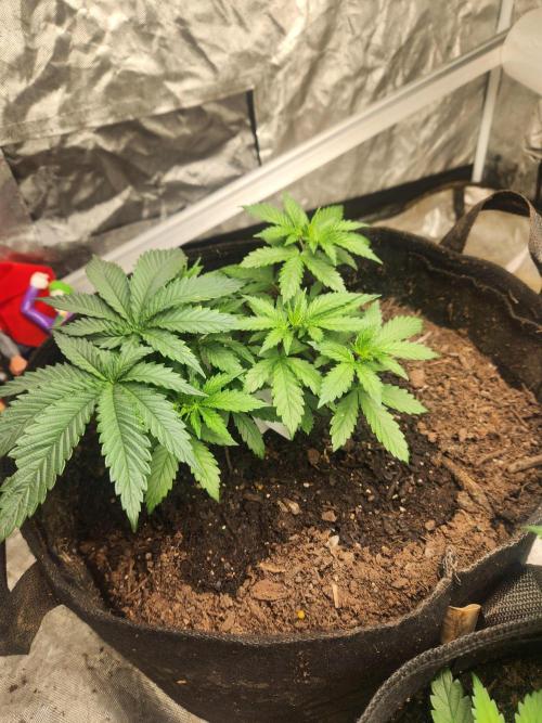 Mimosa champagne dreams. Week 3