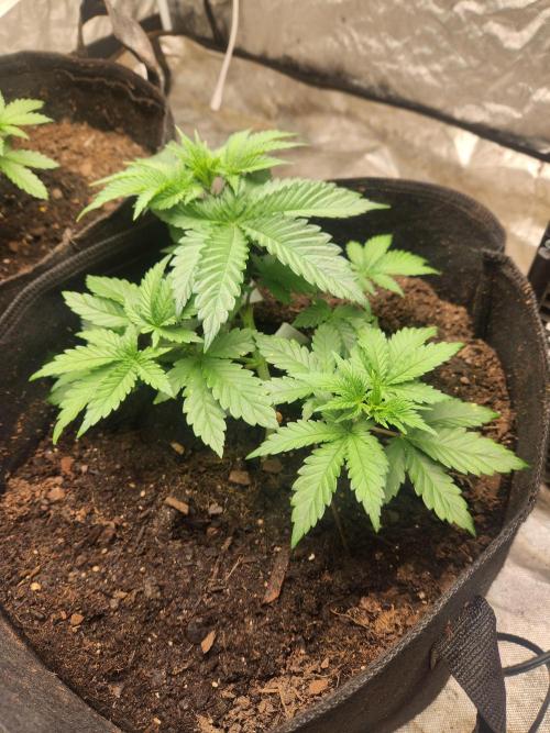 Mimosa champagne dreams. Week 3