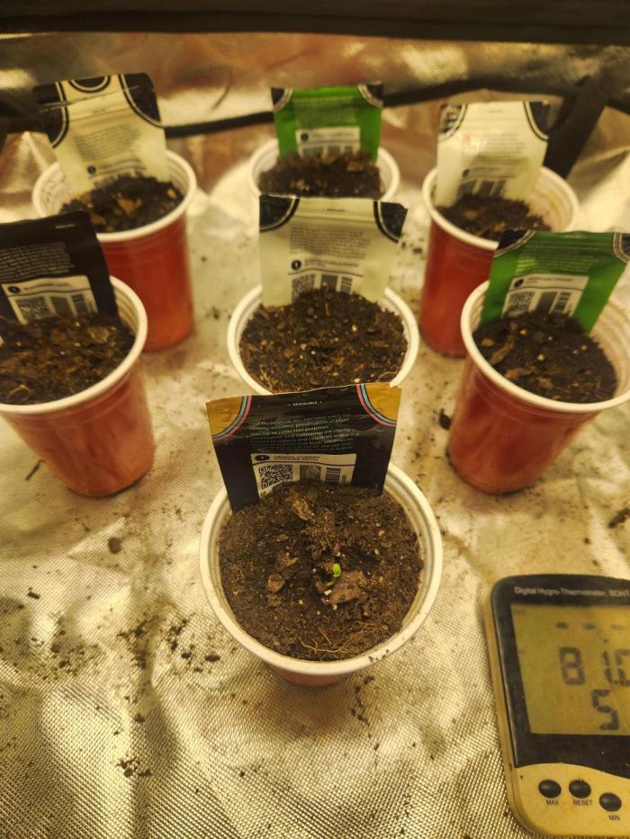 Fast bud 7 pack. Week 0