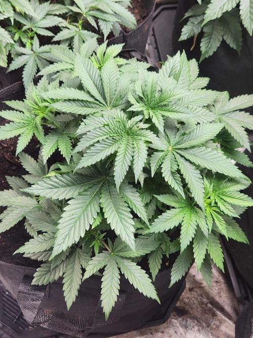 Mimosa champagne dreams. Week 4