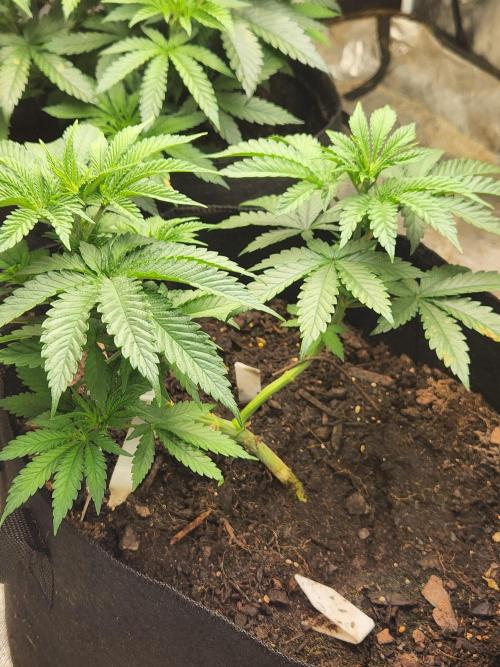 Mimosa champagne dreams. Week 4