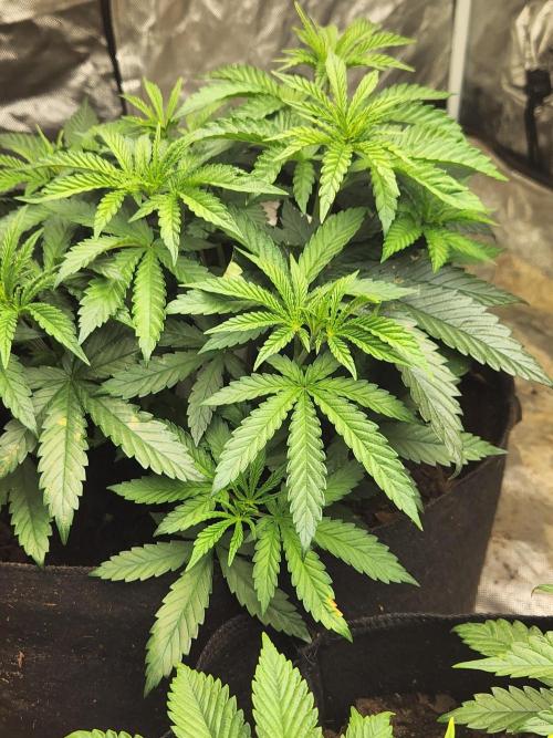 Mimosa champagne dreams. Week 4