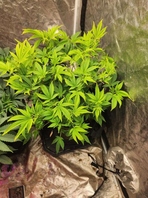 Banana Kush Fem. Week 9
