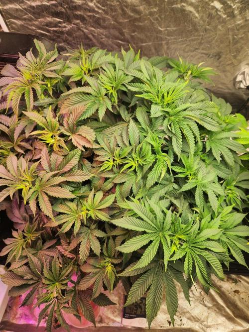 Banana Kush Fem. Week 9