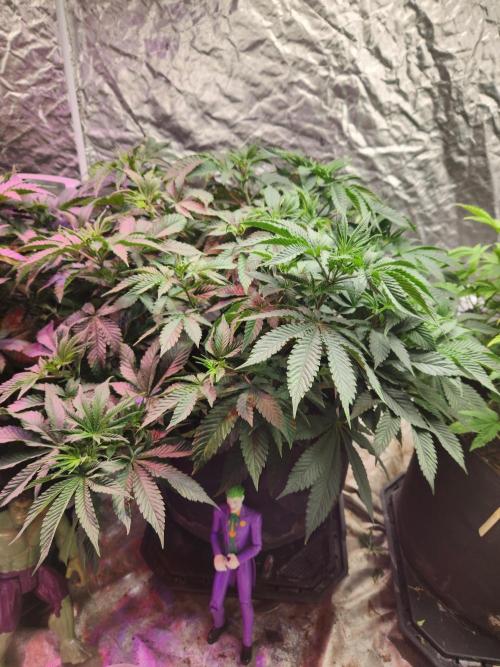 Banana Kush Fem. Week 9