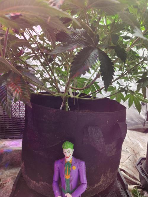 Banana Kush Fem. Week 9